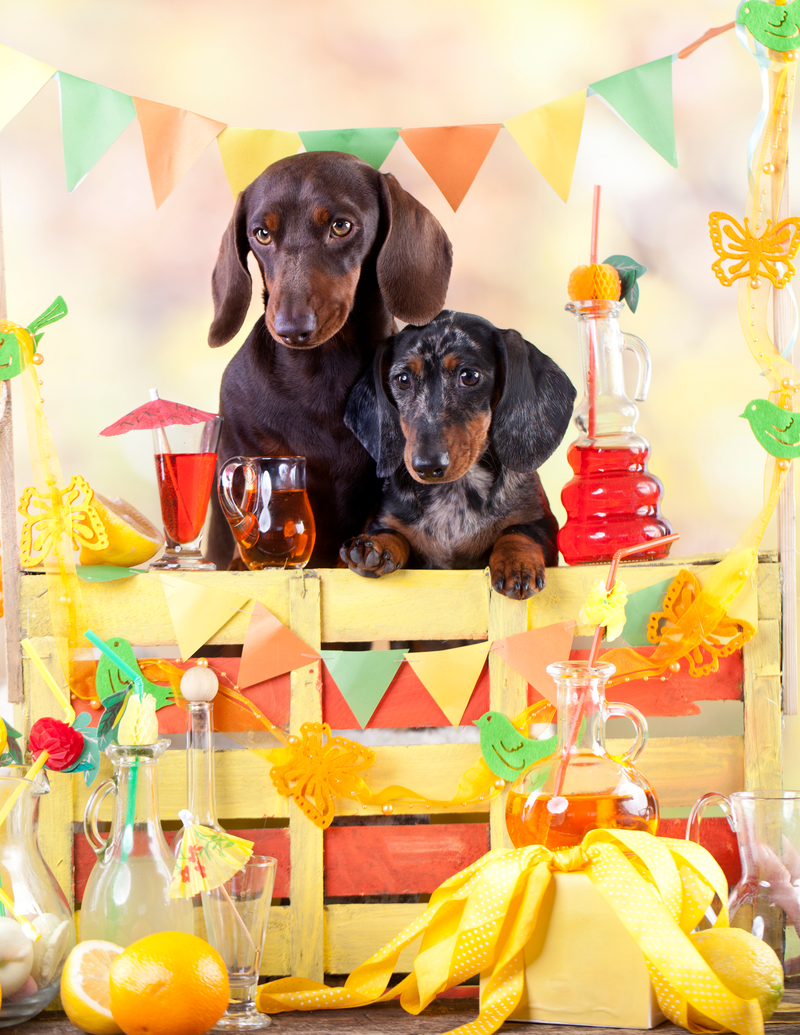 Illustration for article titled D.C. bar to host “pup-up” beer event with dog bartenders